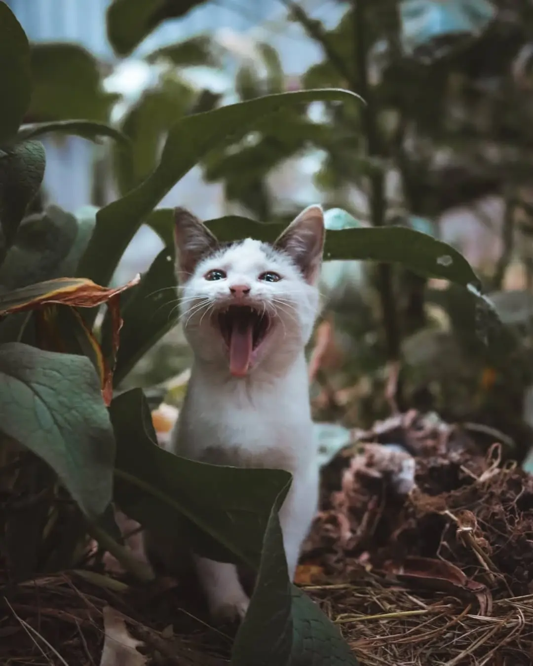 Mwakie Visuals - Mwangi Kirungoh