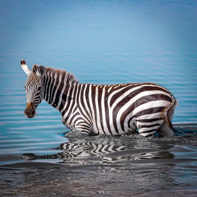 wildlife zebra